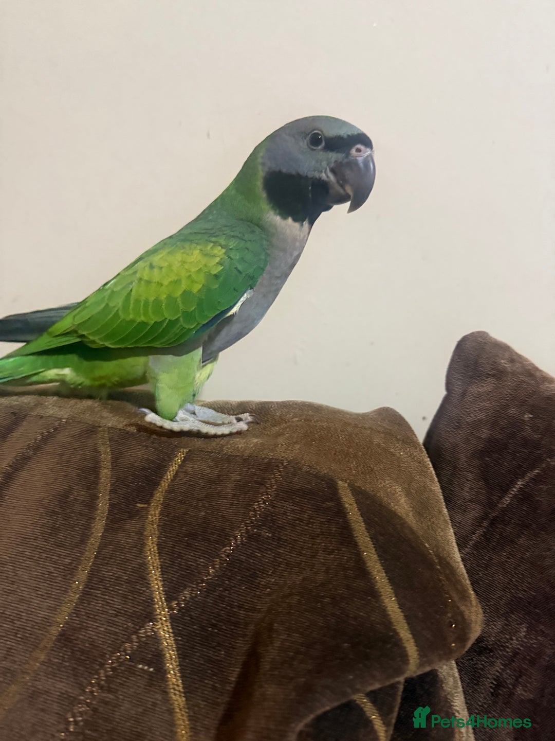 Parrots birds for sale: Handreared Derbyran parrot - Image 2