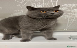 British Shorthair cats for sale: Ready to go- BSH LILAC & Blue - Image 12