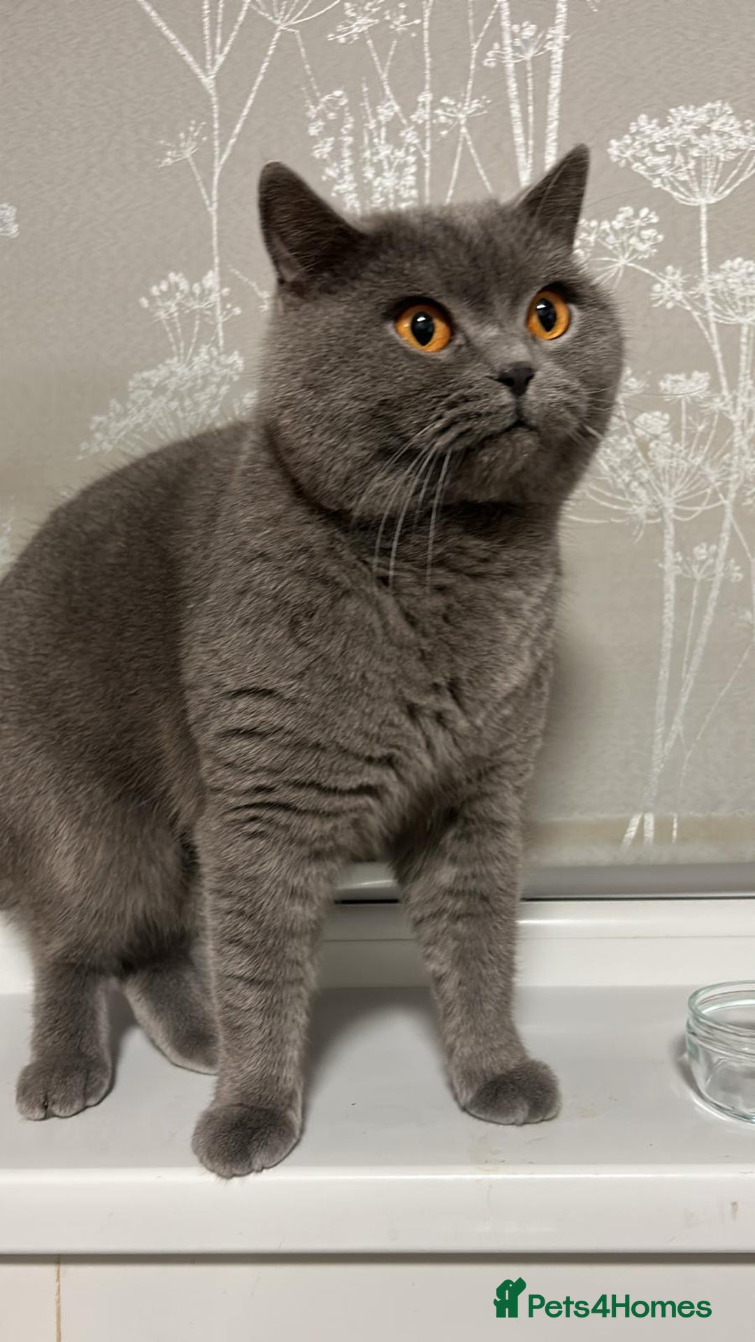 British Shorthair cats for sale: Ready to go- BSH LILAC & Blue - Image 12