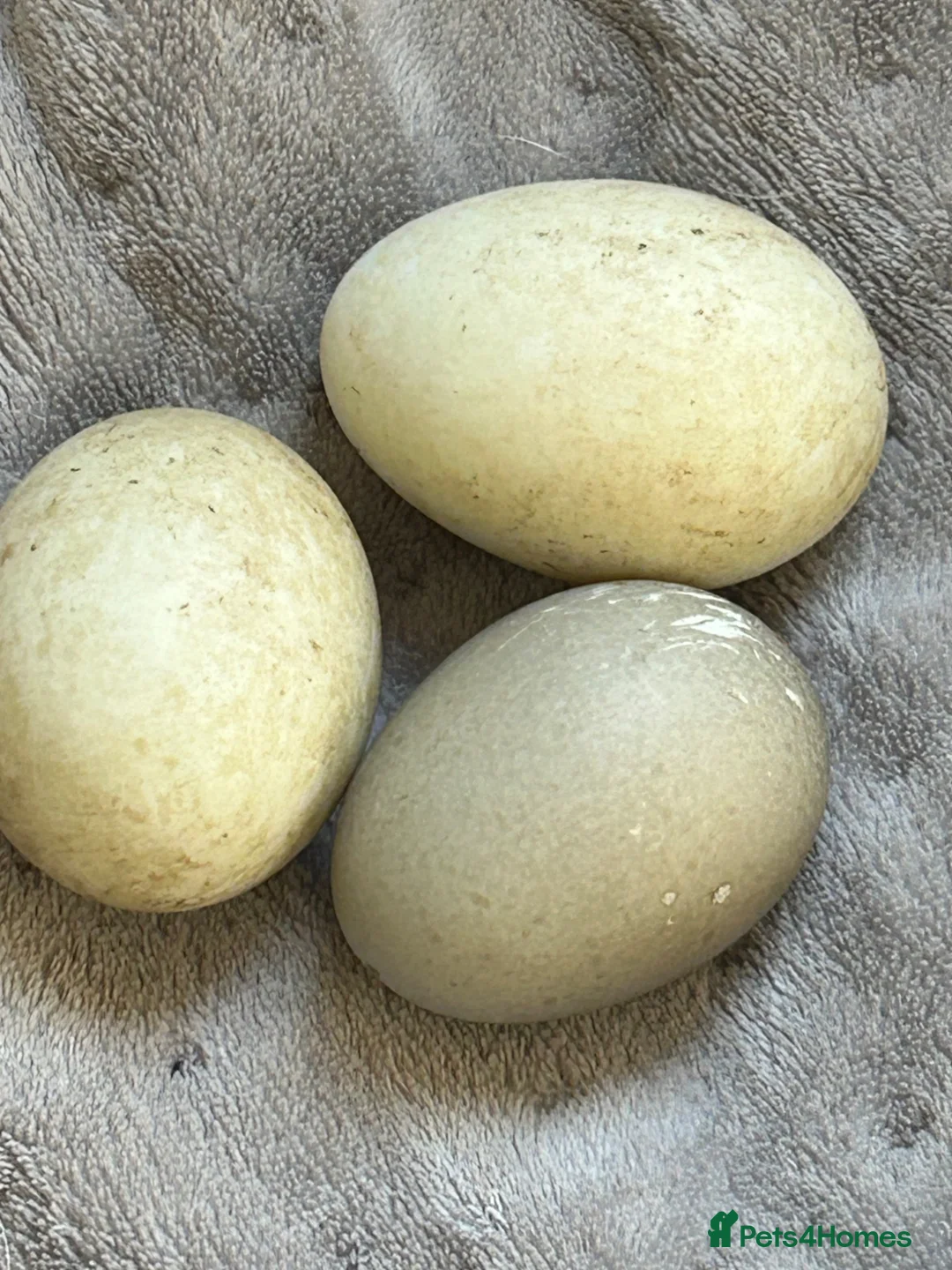 Ducks poultry for sale: Runner x Cayuga ducks  - Advert 2