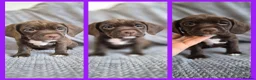 Mixed Breed dogs for sale: English spaniel cross + dad is full working cocker - Advert 2