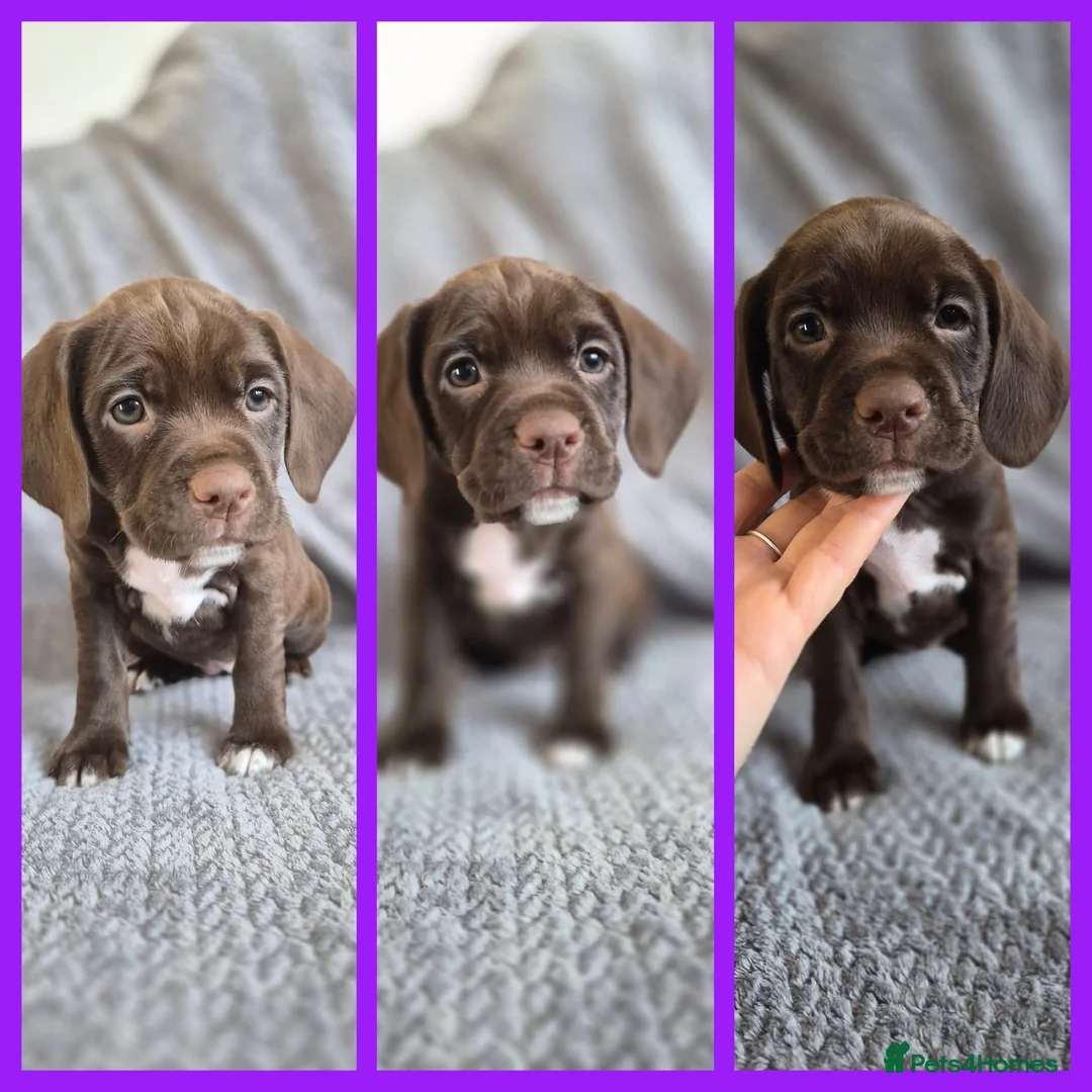 Mixed Breed dogs for sale: English spaniel cross + dad is full working cocker - Advert 2