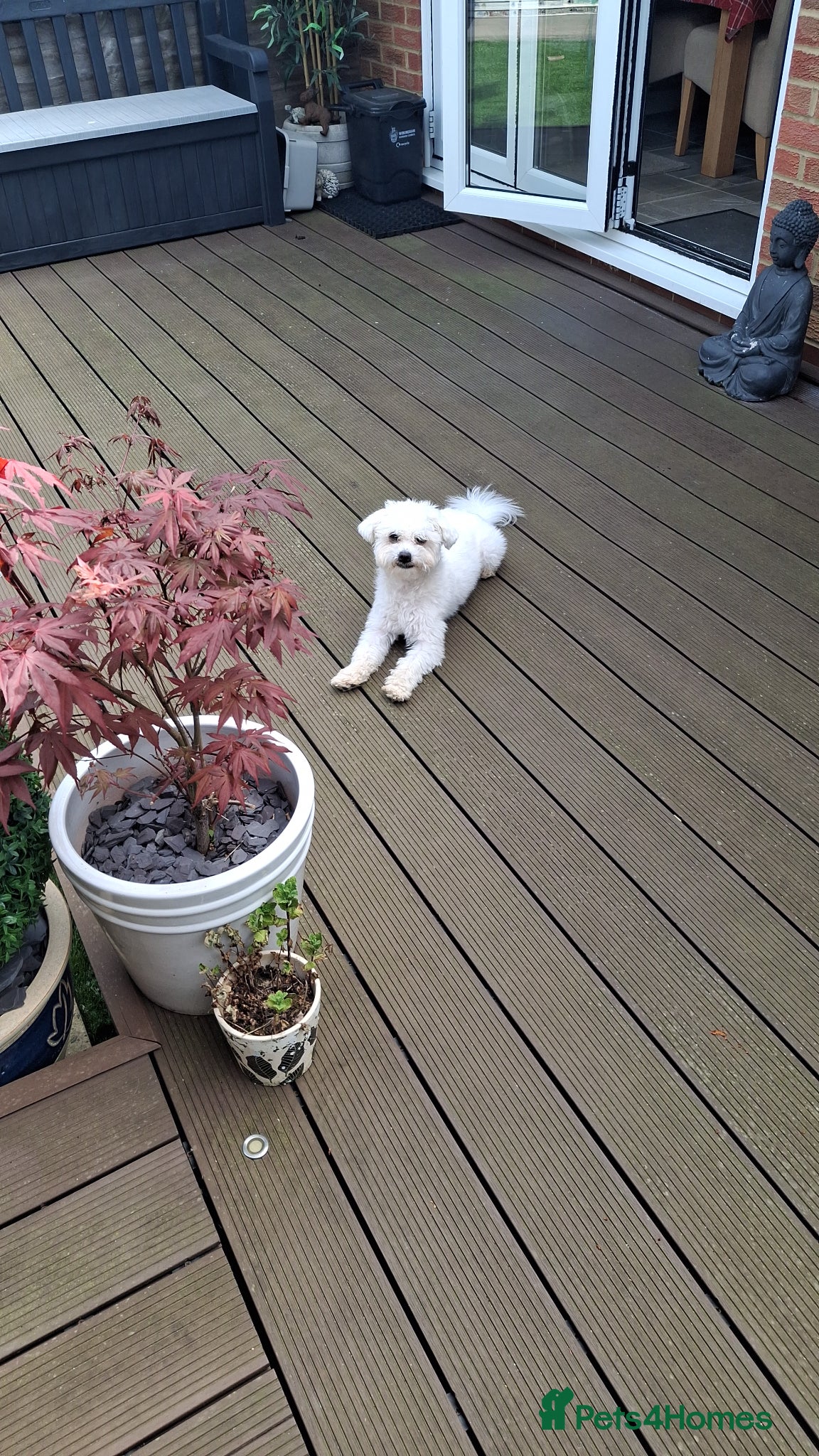 Mixed Breed dogs Bichon mix 14 mths old - Advert 6
