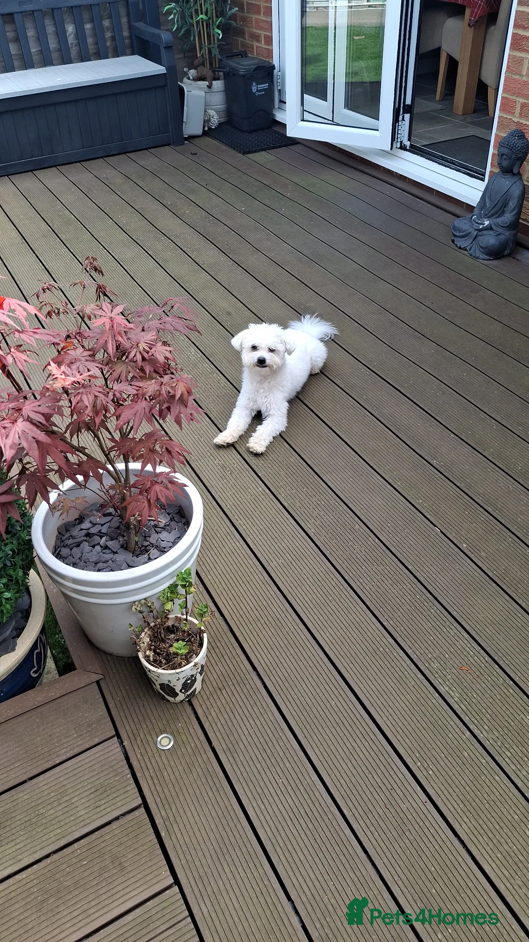 Mixed Breed dogs for sale: Bichon mix 14 mths old in Reading - Advert 1