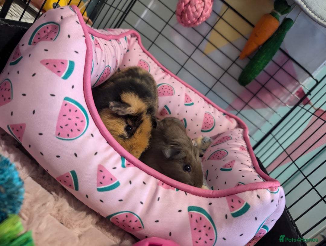 Guinea Pig rodents for sale: REHOMING TWO MALE GUINEAPIGS BOTH UNDER 6 MONTHS - Image 1
