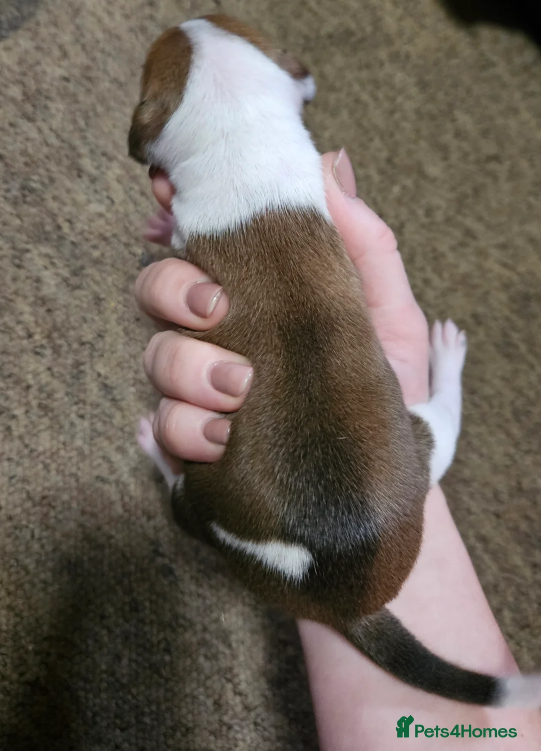 Italian Greyhound dogs for sale: Beautiful Italian Greyhound Puppies KC Registered - Advert 15