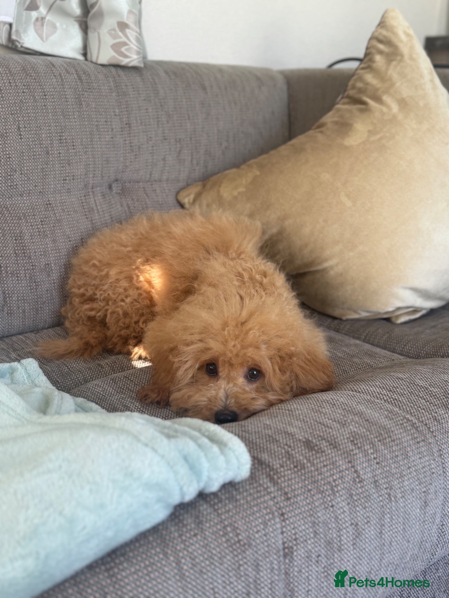 Cavapoo dogs Tiny teddy cavapoochon’s Now Available  - Advert 2