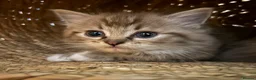 Ragdoll cats for sale: Mink & Sepia Cherubim Ragdolls TICA Pedigree  - Advert 3