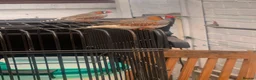 Finches birds for sale: 2 male finches - Advert 2