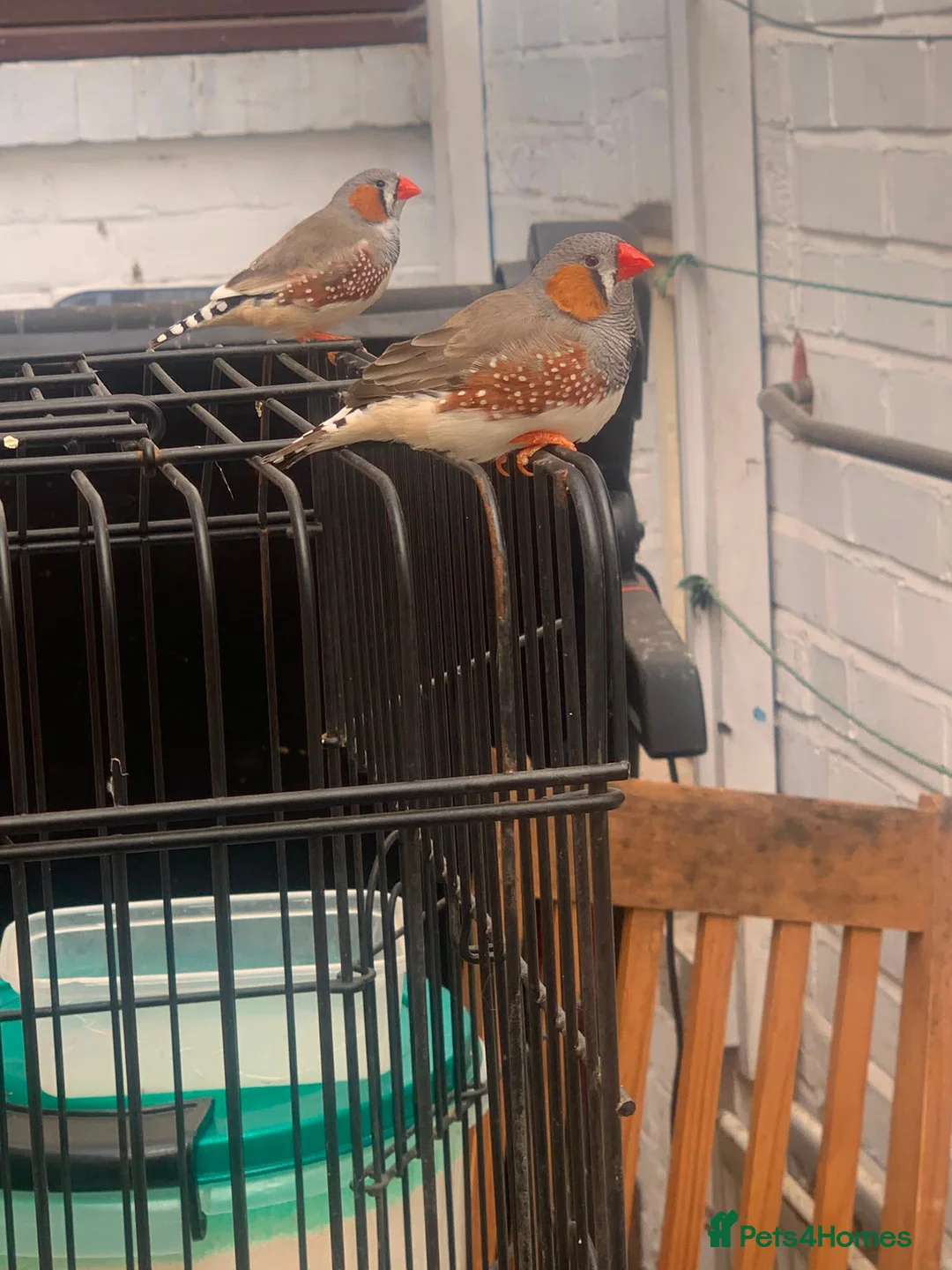 Finches birds for sale: 2 male finches - Advert 2
