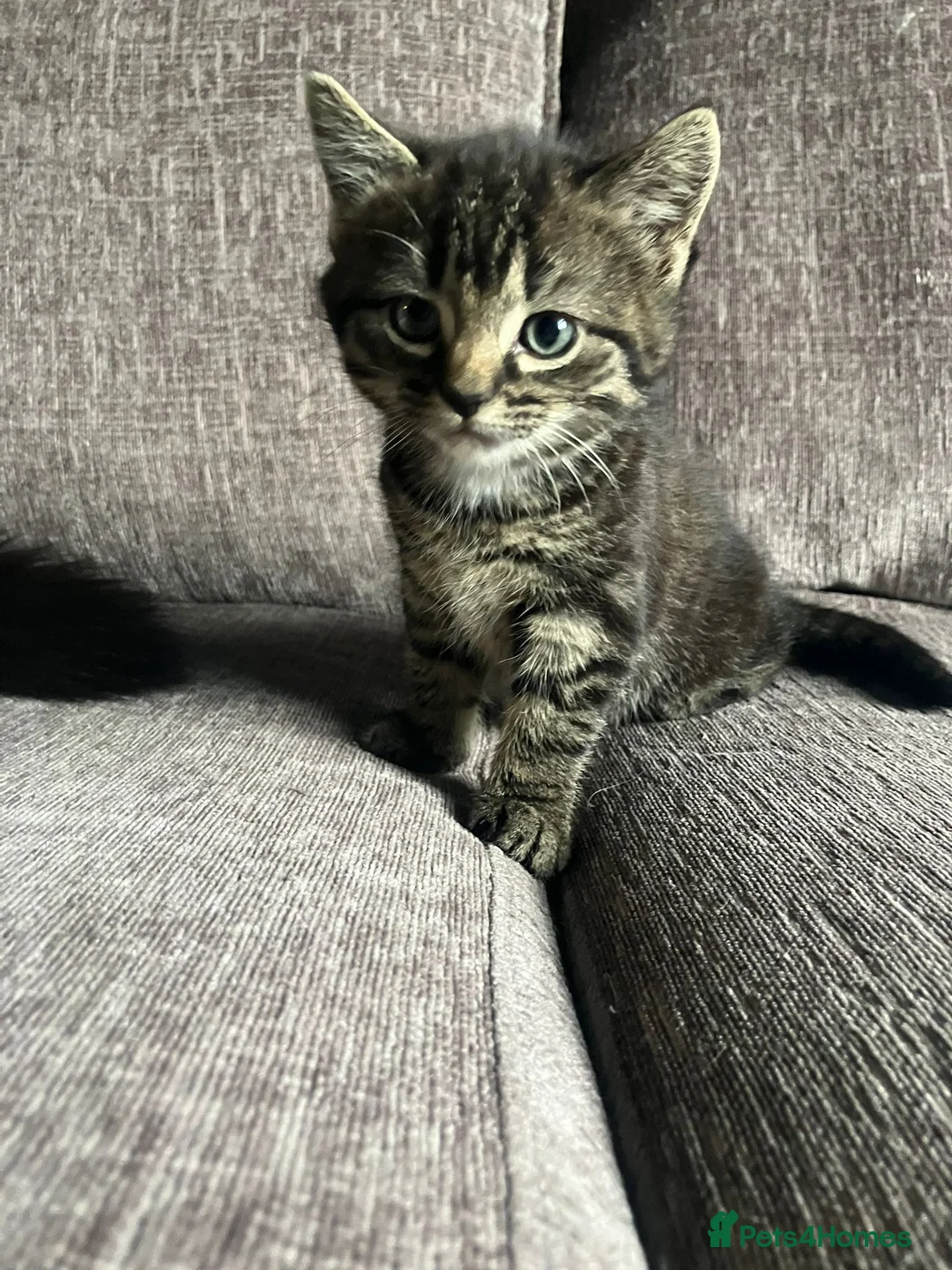 Mixed Breed cats for sale: Dark tabby female  in Exeter - Advert 1