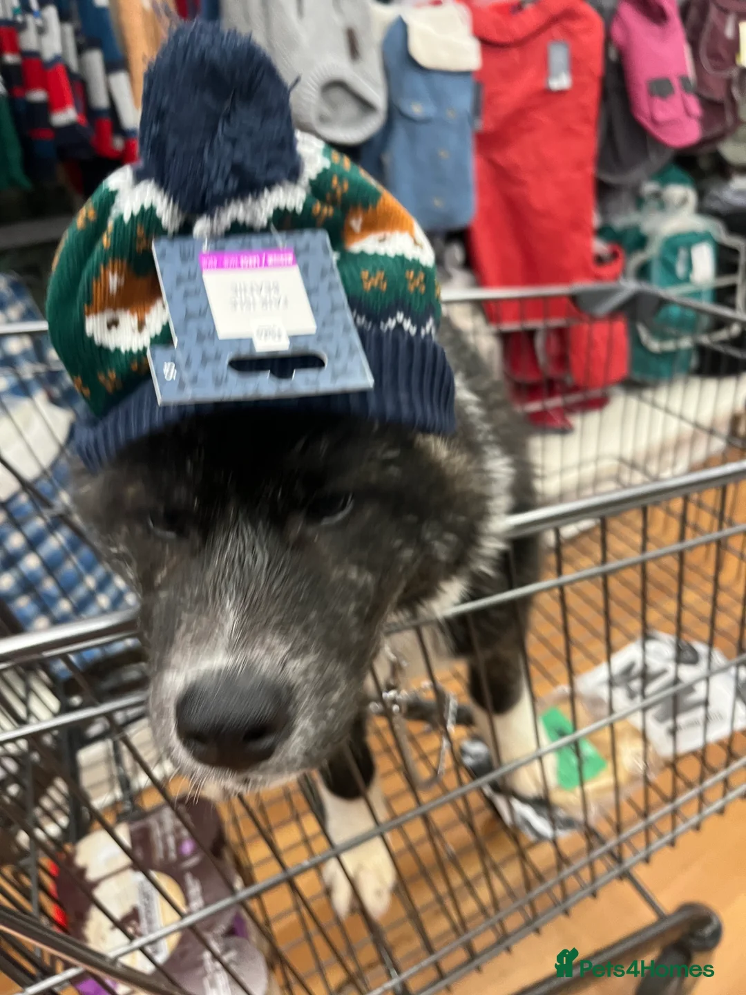 Japanese Akita Inu dogs for sale: Hades Rehome  - Advert 6