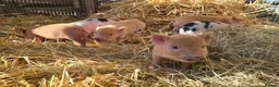 Pig livestock for sale: 🐷 MINI PIGLETS LOOKING FOR THEIR FOREVER HOMES 🐷 - Advert 7