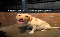Labrador Retriever dogs for sale: Golden/Yellow Labrador retriever Puppies - Image 11