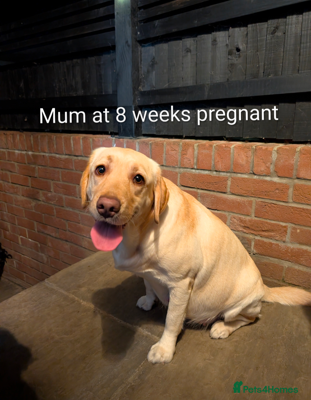 Labrador Retriever dogs for sale: Golden/Yellow Labrador retriever Puppies - Image 11
