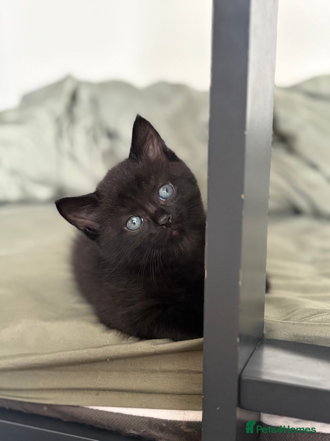 British Shorthair cats for sale: 🐾 Adorable Baby Kittens for Sale! 🐾 - Image 3