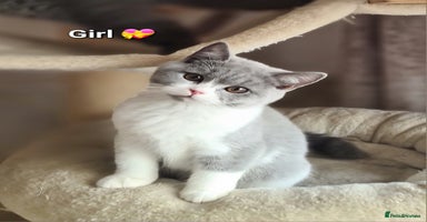 British Shorthair cats - Advert 9
