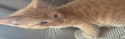 Mixed Breed cats for sale: Two litters of 9 kittens in Huddersfield - Advert 22