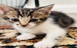 Domestic Shorthair cats for sale: 4 little Cats.  - Image 10