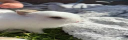 Mixed Breed rabbits for sale: Gorgeous mixed dwarf lop bunnies  - Advert 17