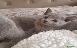 Russian Blue cats for sale: TICA Russian Blue Kittens Pedigree - Image 6