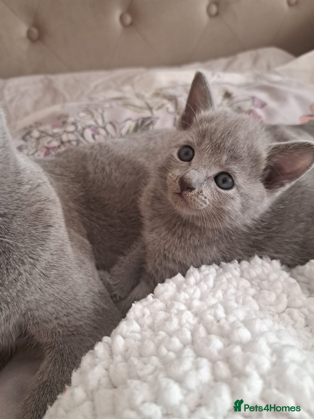 Russian Blue cats for sale: TICA Russian Blue Kittens Pedigree - Image 6