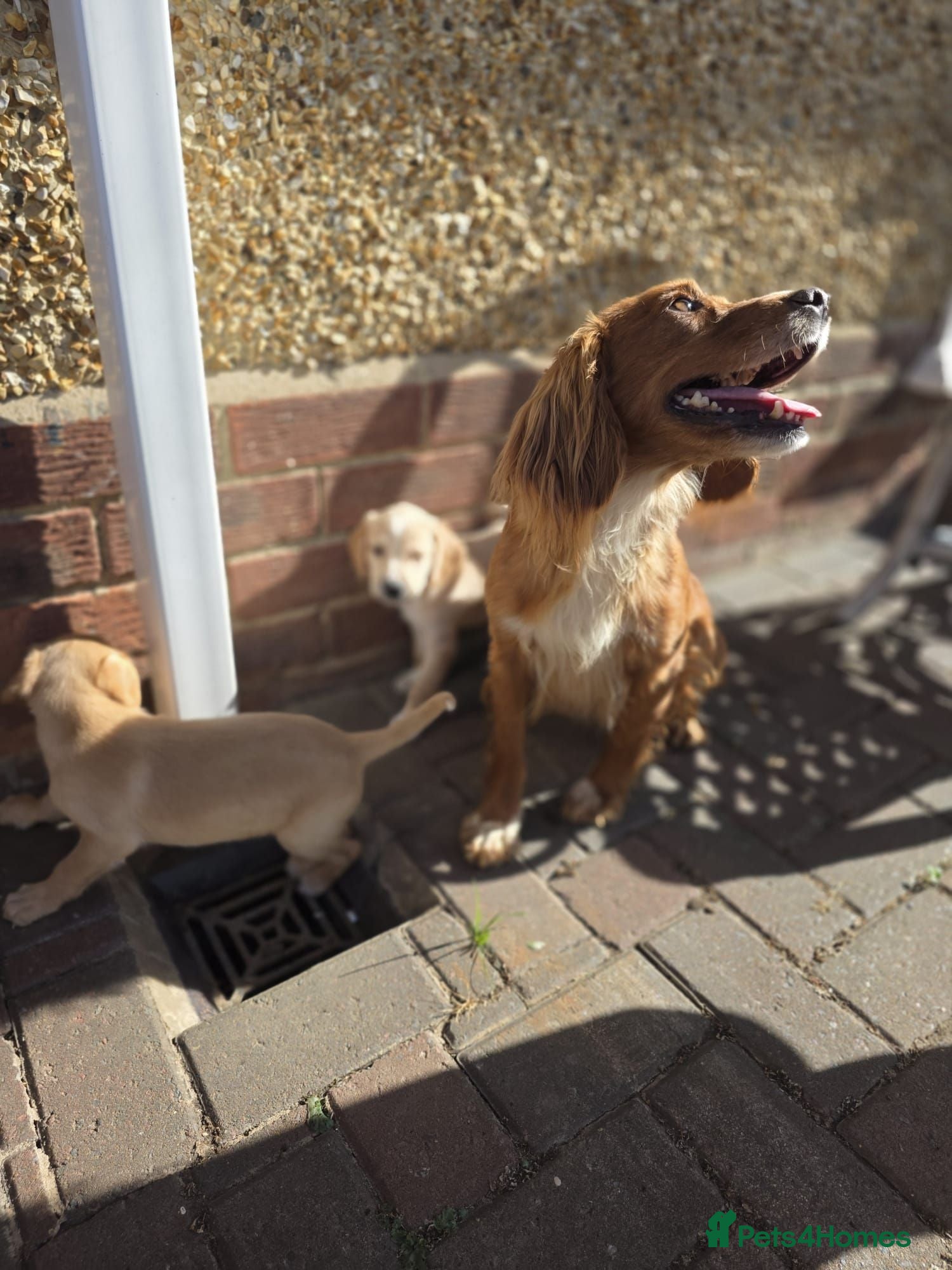 Mixed Breed dogs Cocker spaniel x lurcher - Advert 1
