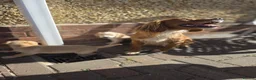 Mixed Breed dogs for sale: Cocker spaniel x lurcher in Darlington - Advert 1