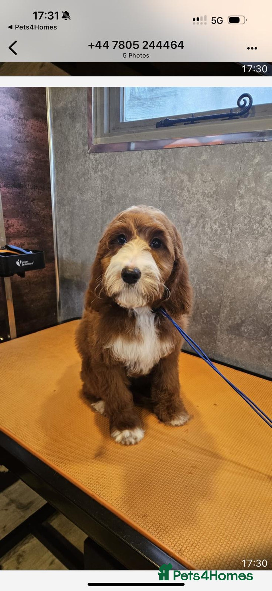 Irish Doodle dogs for sale: Irish red and white setter x moyen poodle - Advert 1