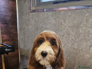 Irish Doodle dogs Irish red and white setter x moyen poodle - Advert 2