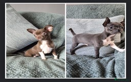 Chihuahua dogs for sale: ❤️Amazing KC Chihuahua Puppies - Image 1