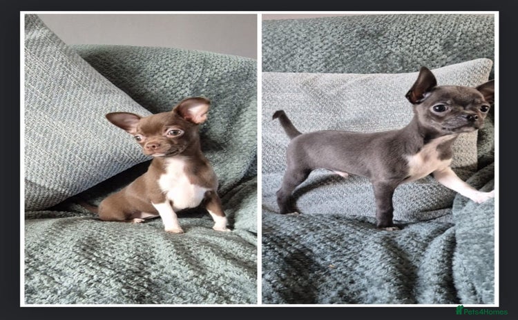 Chihuahua dogs - Advert 13