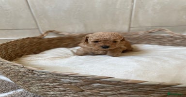 Toy Poodle dogs - Advert 6