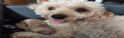 Cavapoochon dogs for sale: Beautiful F1B Toy Cavapoochon Puppies - Advert 35