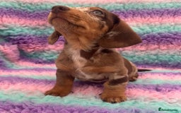 Miniature Dachshund dogs for sale: Miniature Dachshund Boys and Girls From £700 - Image 4