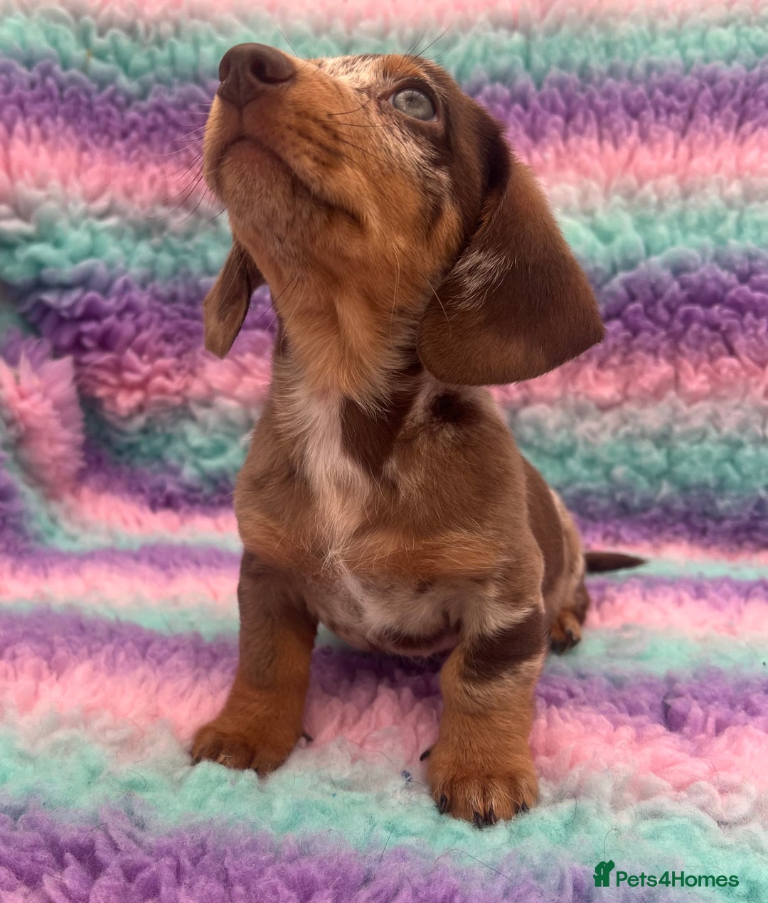Miniature Dachshund dogs for sale: Miniature Dachshund Boys and Girls From £700 - Image 4