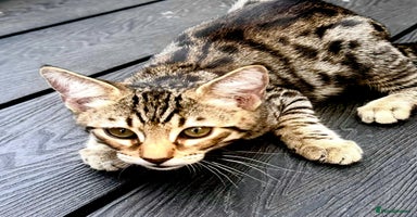 Savannah cats - Advert 1