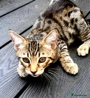 Savannah cats - Advert 4