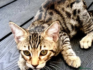 Savannah cats - Advert 27