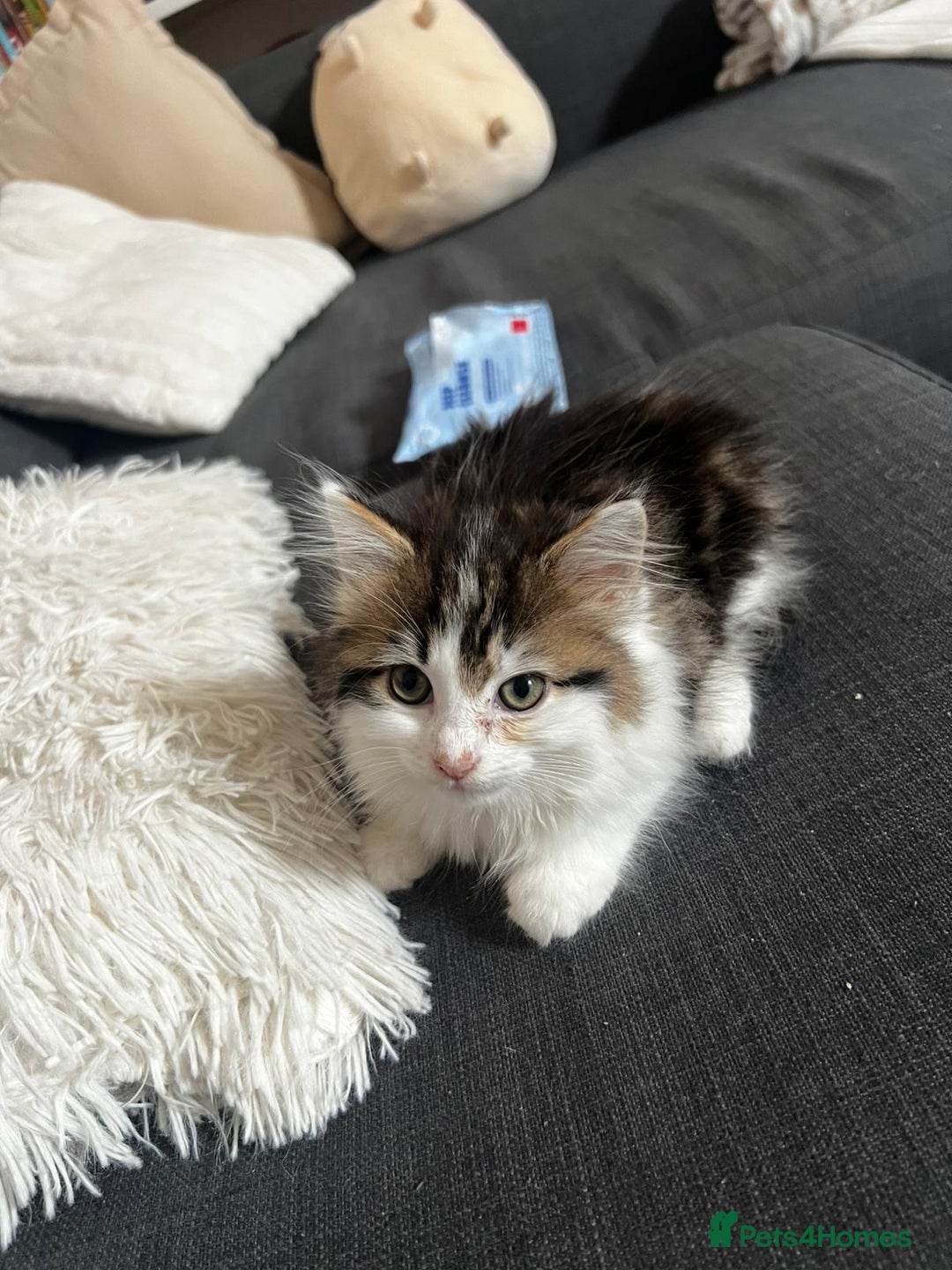 Mixed Breed cats for sale: Female Kitten for sale - Image 4