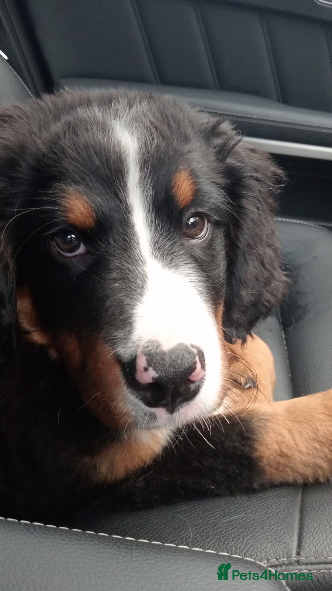 Bernese Mountain Dog dogs for sale: Bernese Mountain  - Advert 3