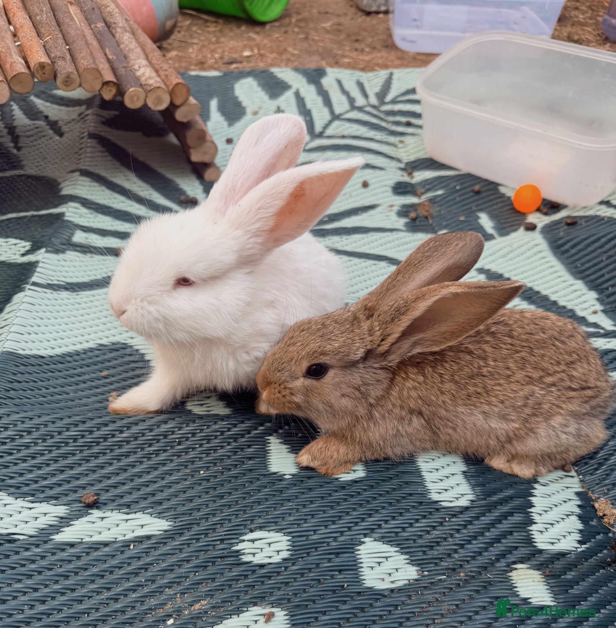 Continental Giant rabbits 2 Beautiful Continentals (Does) left! 🩷 11th July - Advert 1