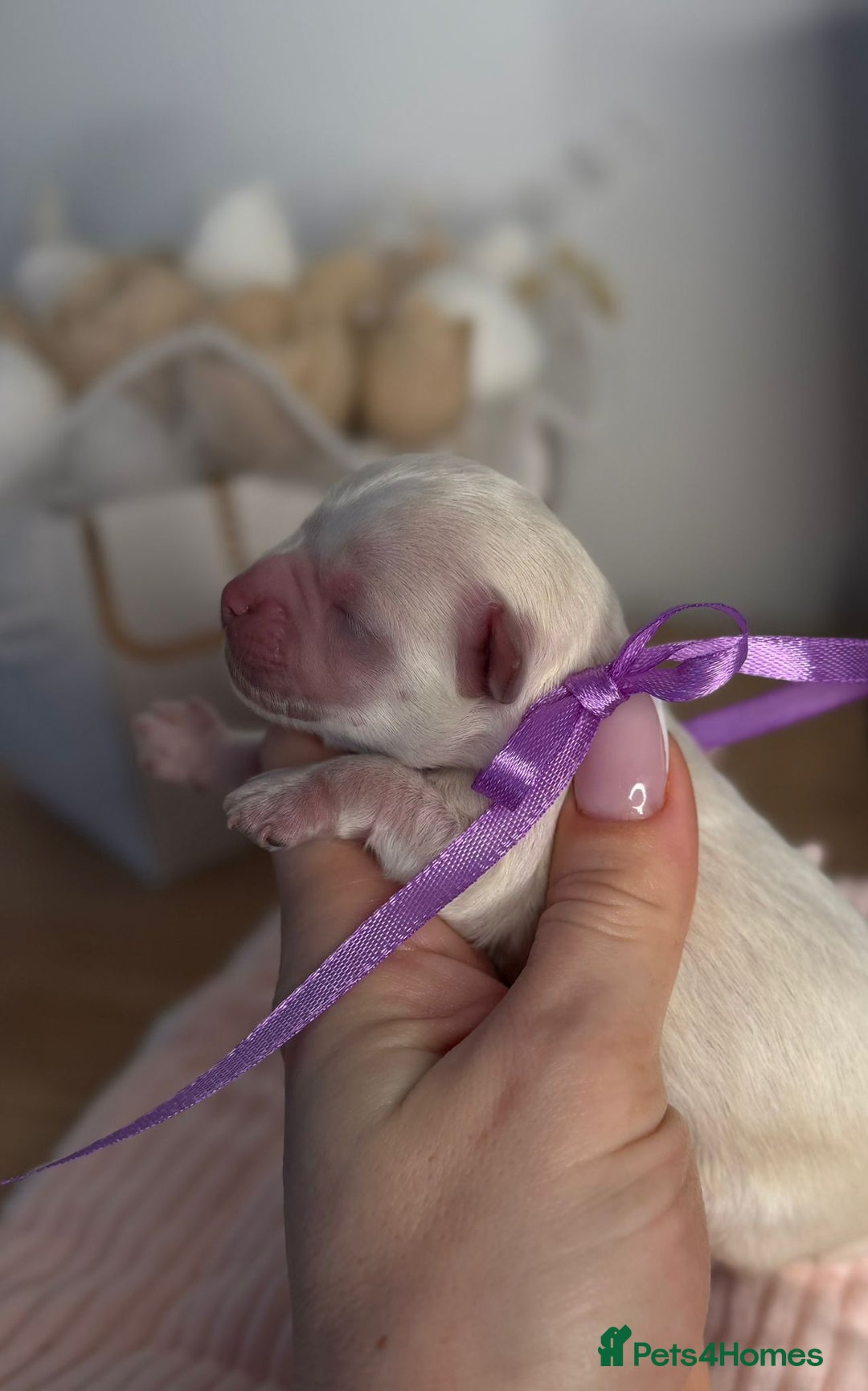 Maltipoo dogs for sale: True Mini Maltipoo F1 Puppies – Babyface Girls - Advert 7