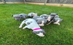 Whippet dogs for sale: ⭐️ KC Whippet pups blue and white. ⭐️ - Image 8