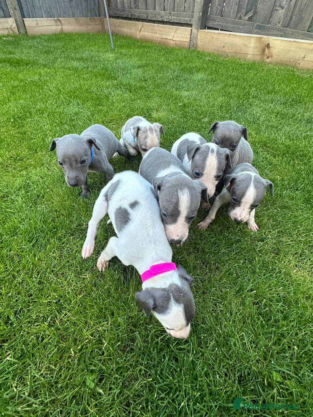 Whippet dogs for sale: ⭐️ KC Whippet pups blue and white. ⭐️ - Image 8