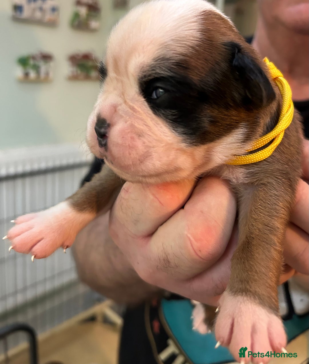 Boxer dogs for sale: Adorable BOXER puppies - Advert 9