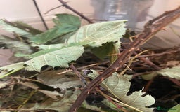 Stick Insects invertebrates for sale: Stick insects and a black and red millipede  - Image 2