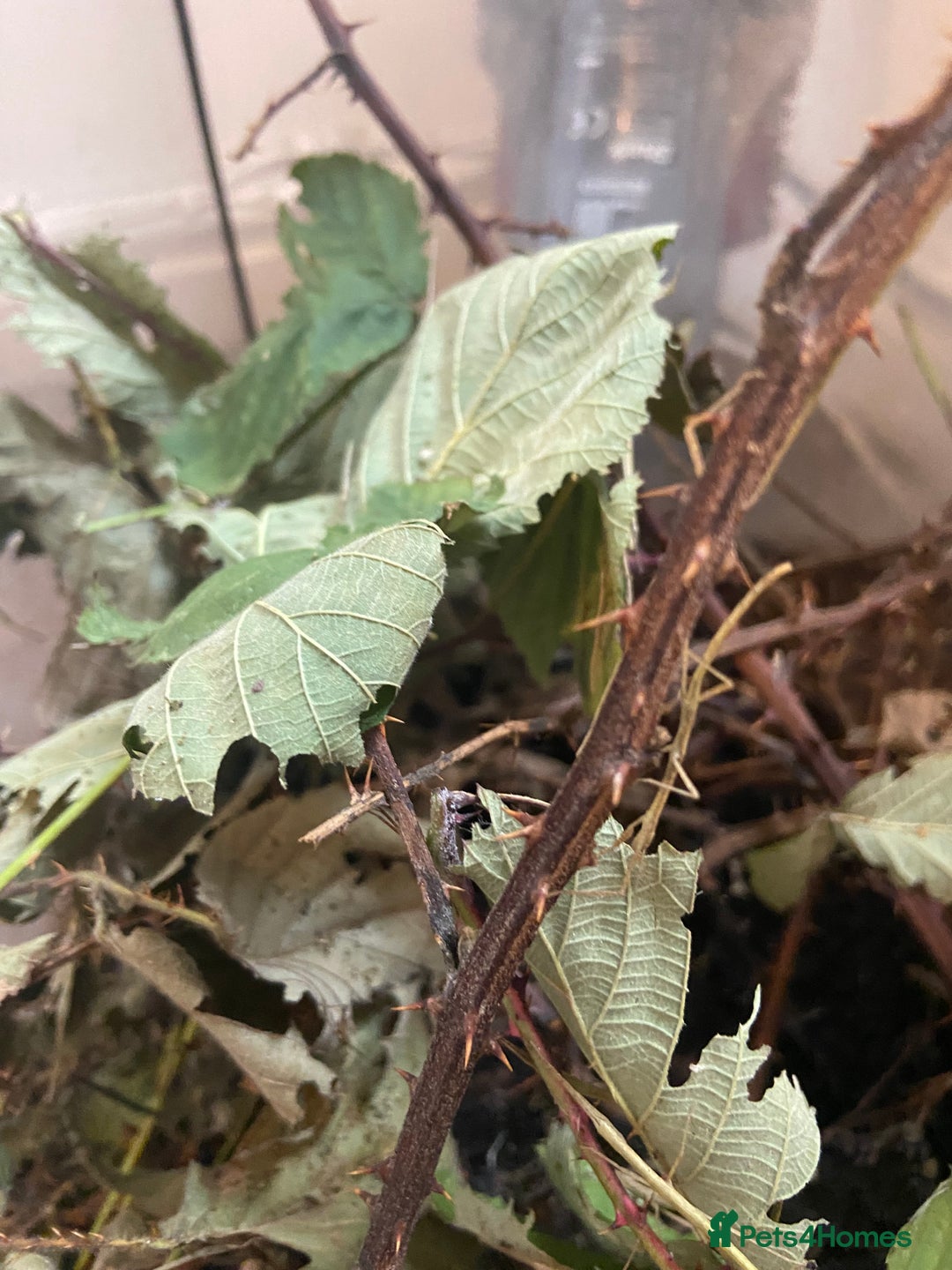 Stick Insects invertebrates for sale: Stick insects and a black and red millipede  - Image 2