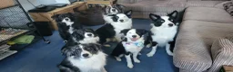 Border Collie dogs for sale: Callie needs a new home  - Advert 19