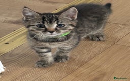 American Shorthair cats for sale: Ready to leave 2 boy kittens left  in Ilford - Image 14